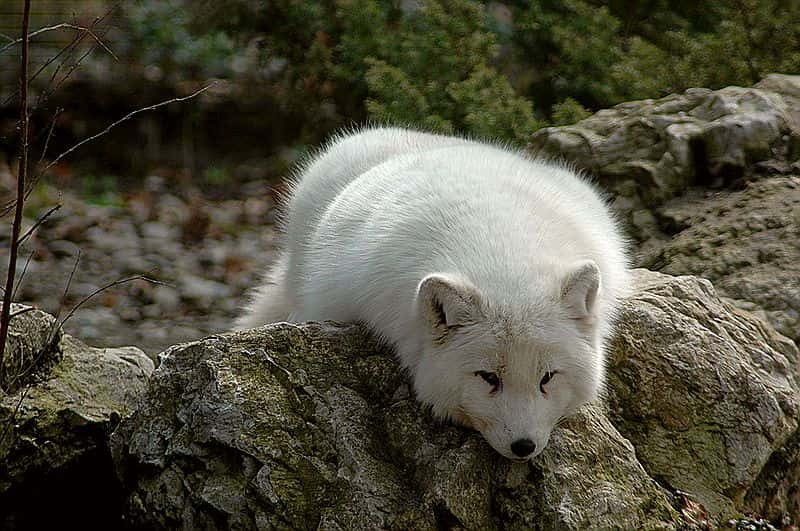 Synonyme de best sale renard polaire